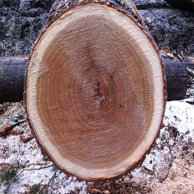 Black walnut Wood Round Logs Peeled Logs and poles