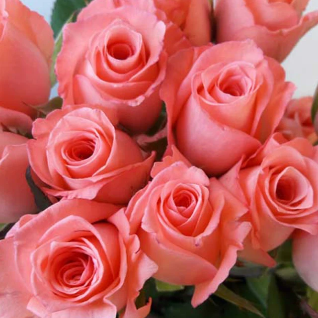 Wholesale Floral Foam Blocks Floral Dry Foam Fresh Cut Flower Mud Green White Wedding Decor OEM Gray Mother Pcs Color Plants Day