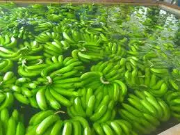 Top Grade Fresh Bananas For Competitive Sale Price