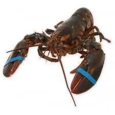 Frozen Live Canadian Lobster