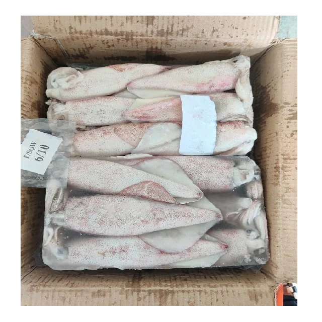 Frozen Squid whole block frozen from India