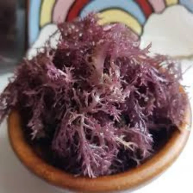 DRIED PURPLE SEA MOSS 100% NATURAL WITH CHEAP PRICE AND HIGH QUALITY FROM VIETNAM IN 2023