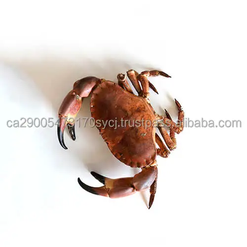 Crab.jpg
