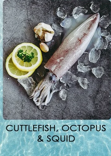 Cuttle.jpg