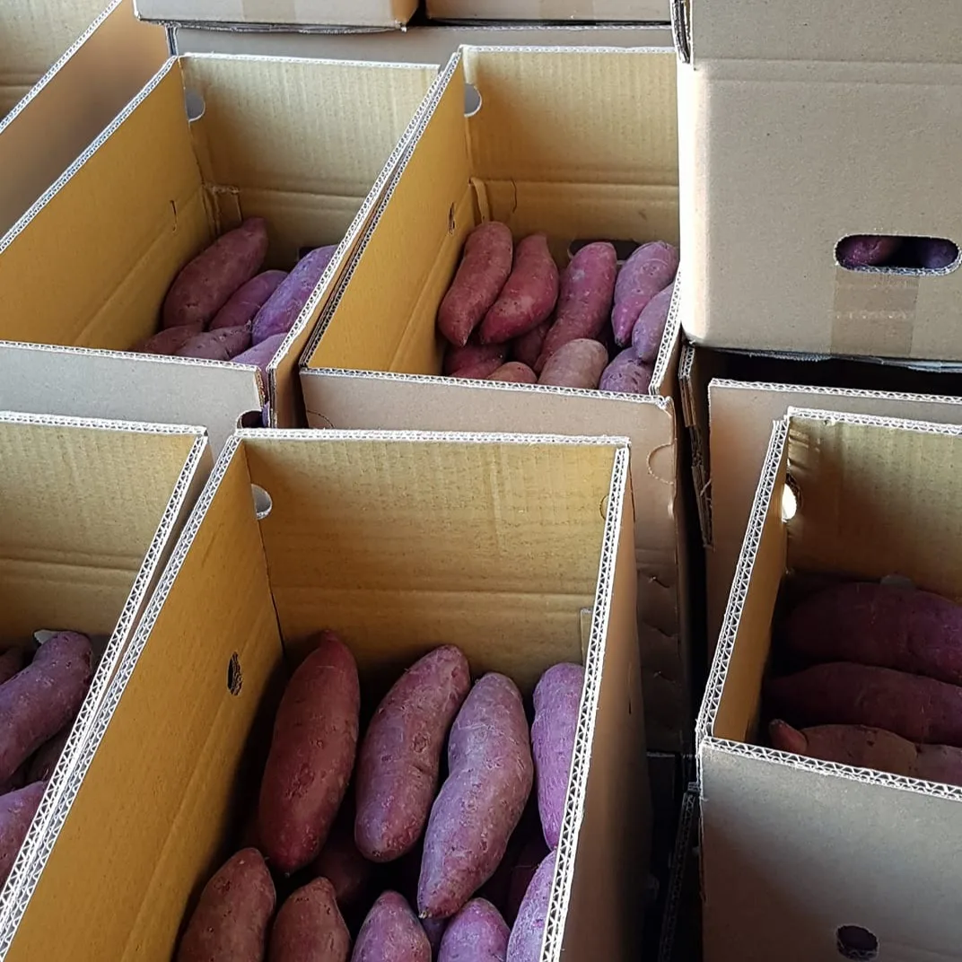 Японский сладкий картофель из Вьетнама для экспорта с высоким качеством-Лучшая цена-японский пурпурный готов к экспорту