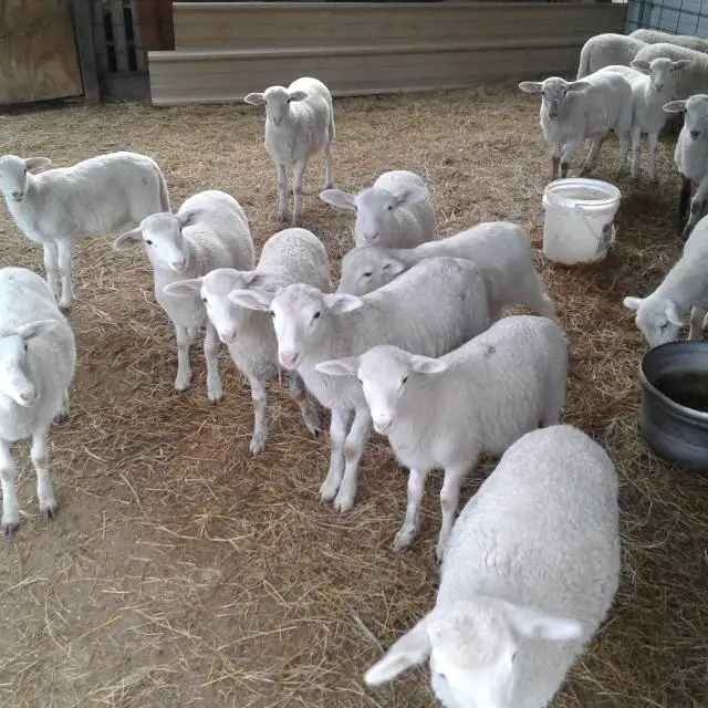 
Strong Healthy Live Georgian sheep for sale worldwide 