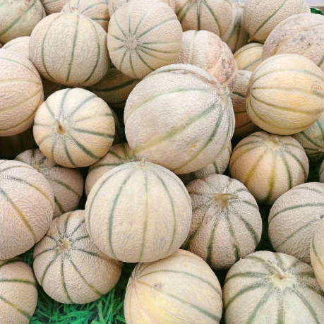 FRESH EDIBLE SWEET MELON