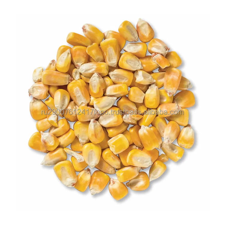 Fodder corn breeding for livestock feed (also for poultry, piglets and pigs) and for industrial processing, corn price