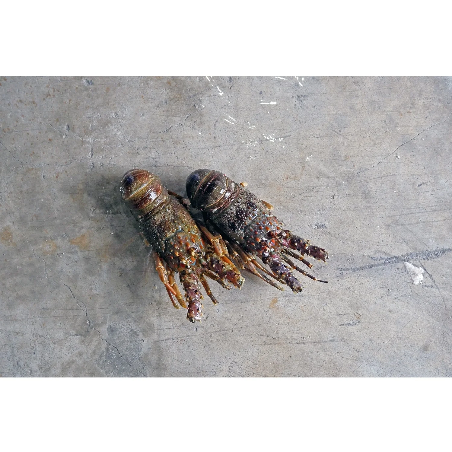 Delicious WHOLE Part Fresh Seafood (500-700 gm/pcs) IQF Bulk Packing 10 kg/ctn Whole Frozen Bamboo Lobster