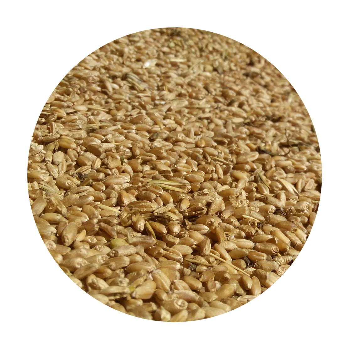 Сыпучие белые натуральные зеленые просы русского происхождения