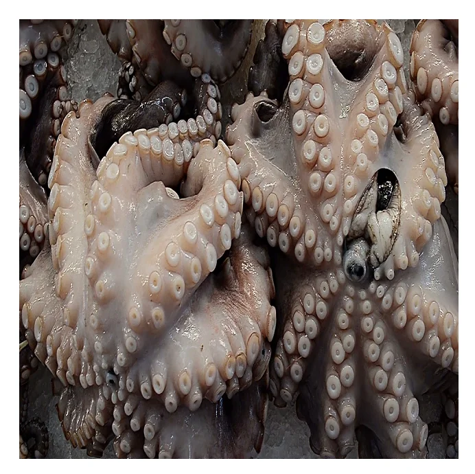 All size Fresh octopus whole year around with price quotations