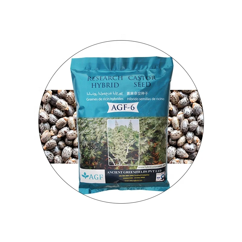 High Quality Castor seed