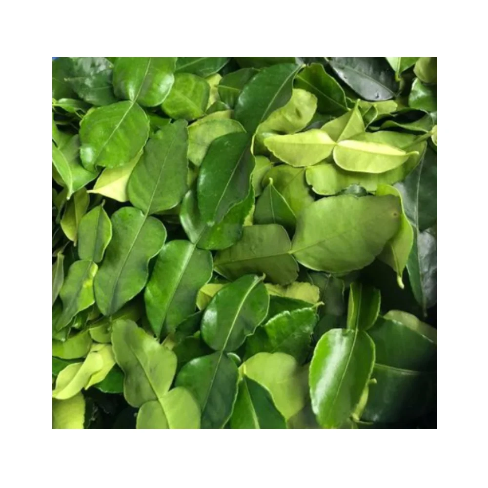 High Quality Fresh Super Herbal Organic Kaffir Lime Leaves Thailand Single Herbs & Spices Green Raw 1 Kg Sliced