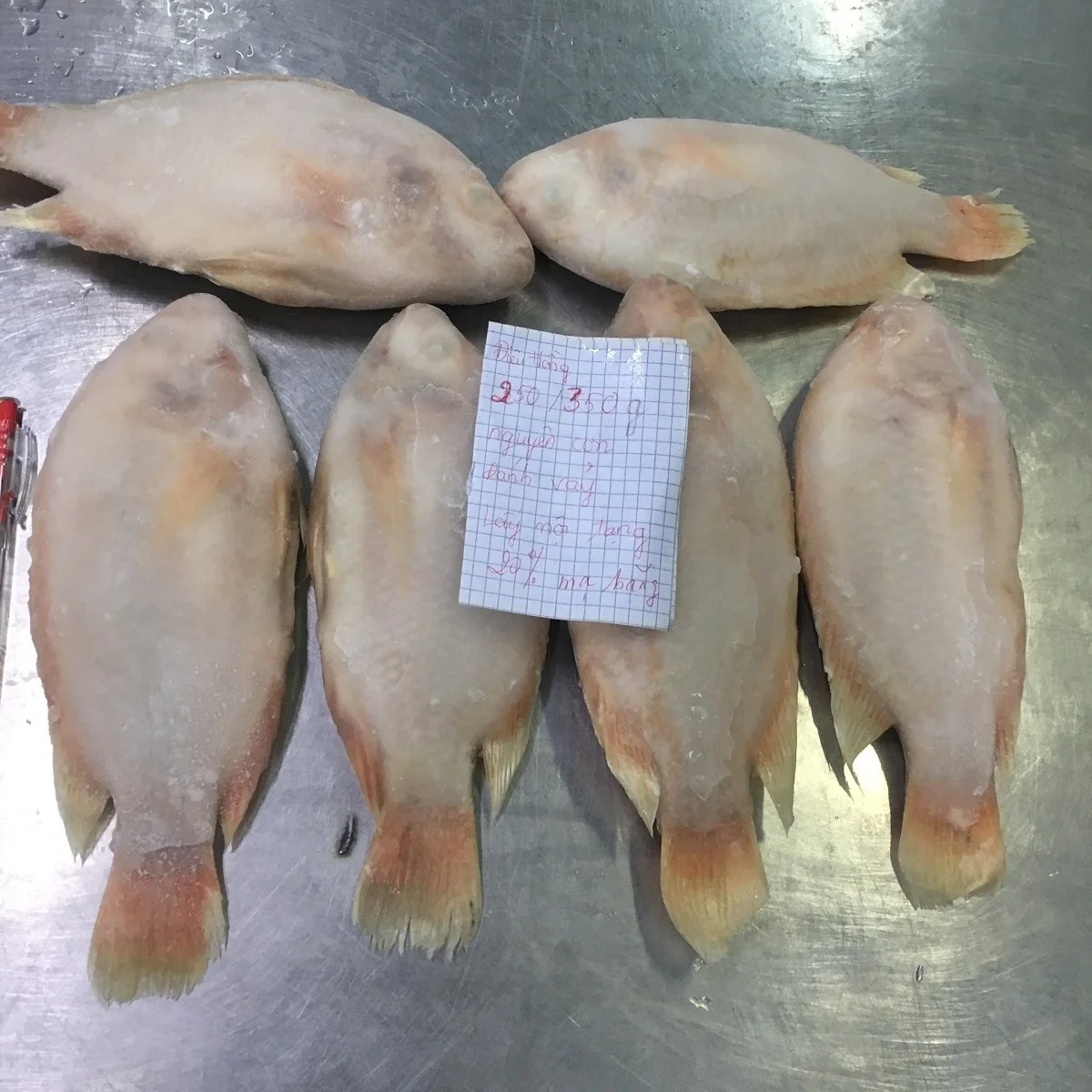Best Selling Nature Frozen Fresh Whole Body Fillet IQF Oreochromis Spp Red Tilapia