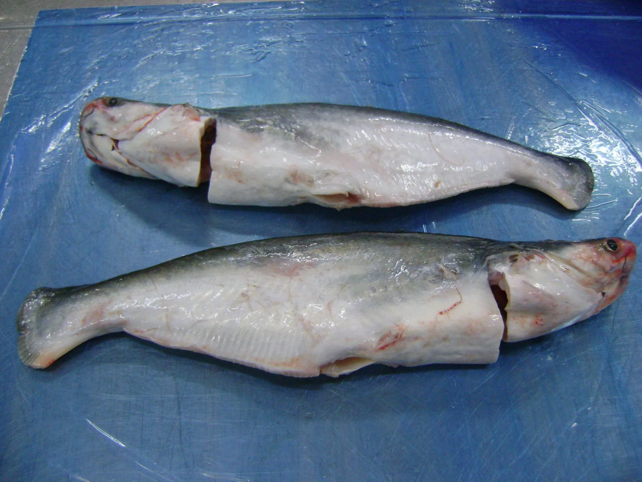 Premium Frozen Pangasius/ Basa Fish WG (Whole round Gutted) From VietNam