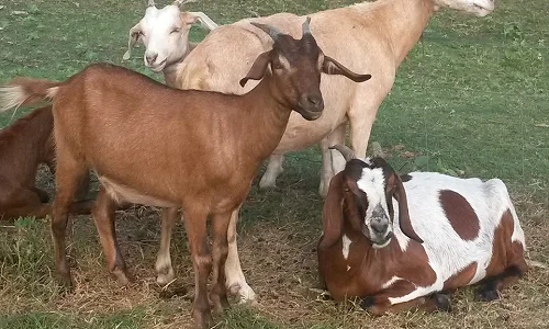 Spanish goats