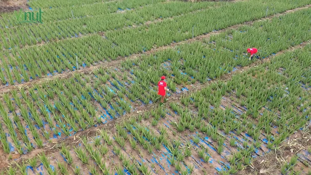 Персиковый Сок Алоэ Вера Напиток 250 мл винут поставщики и производители безалкогольный напиток частная марка новая версия освежающий OEM Ser