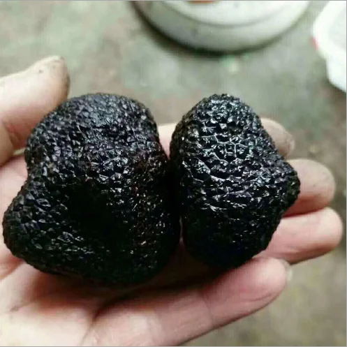 
Greek Fresh Whole Black Truffles 50g-300g - Tuber Uncinatum 