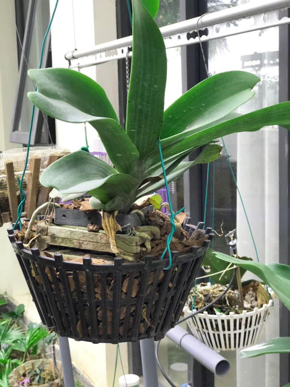 Wholesale orchid pot plastic size 250 flower orchid flower with pot Pots flower Orchid GL-A25