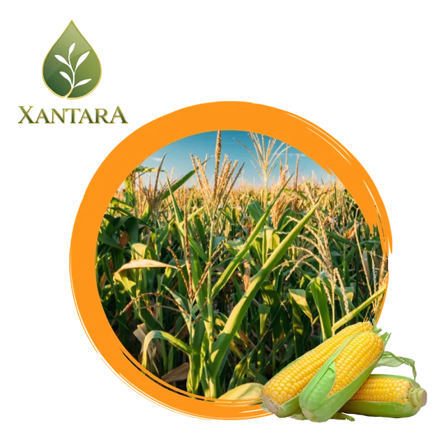 
Sweet corn canned Sweet canned Foods 