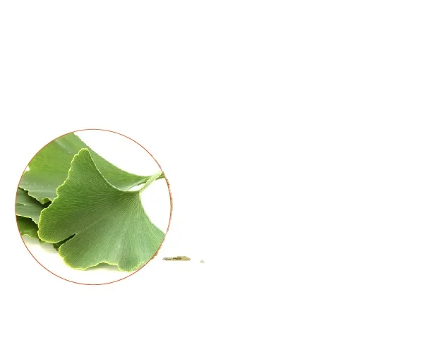 Ginkgo biloba Flavone Glycosides HPLC GMP