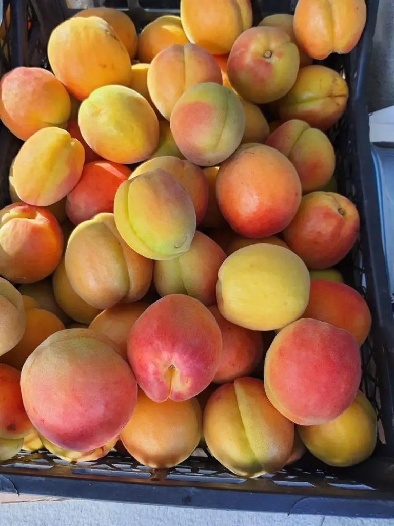 
HIGH QUALITY - FRESH APRICOTS - FROM TURKEY 