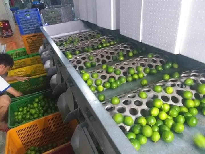 TW6 Hot Sale High Nutrition Value Fresh Seedless Lime Lemon With 5kgs/10kgs/15kgs/ Carton Box