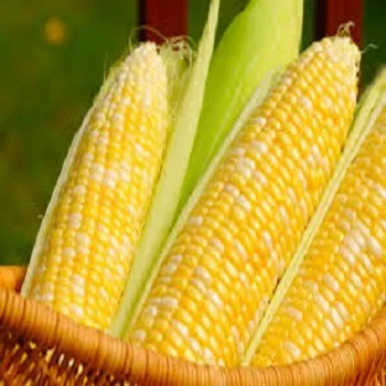 
Frozen Sweet Corn in Bulk Quantity for use as Food Ingredient 