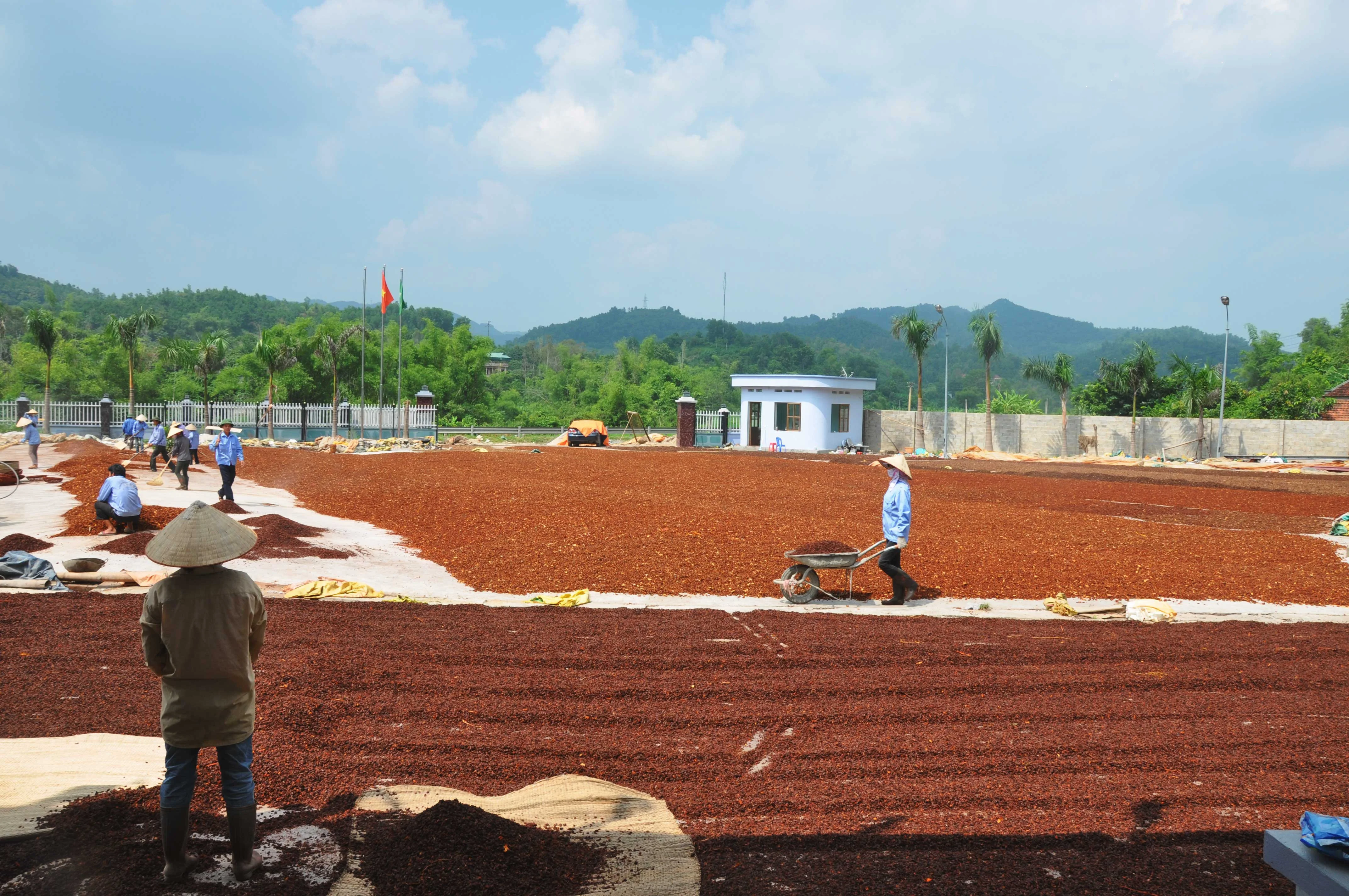 Конкурентоспособная цена/Лучшая цена Звездный анис 2021-натуральный лучшие травы и специи от производителя