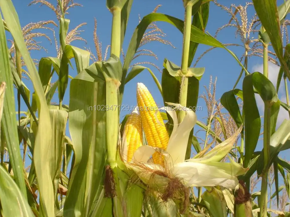 Agriculture Grade Fertilizer for Corn Industry in Peru
