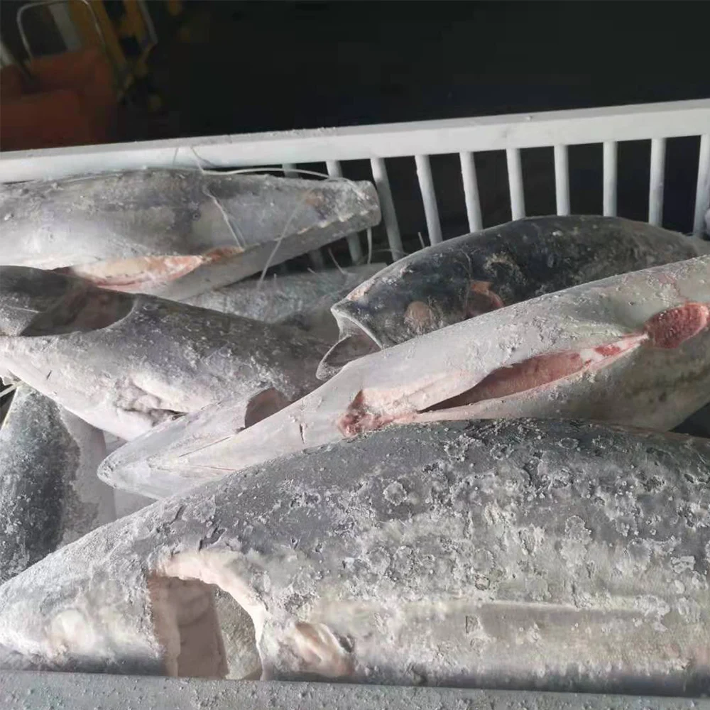 High Quality Fresh Seafood 20KG UP Low-Fat Nutritious Frozen Yellowfin Tuna GG With IQF Freezing Process
