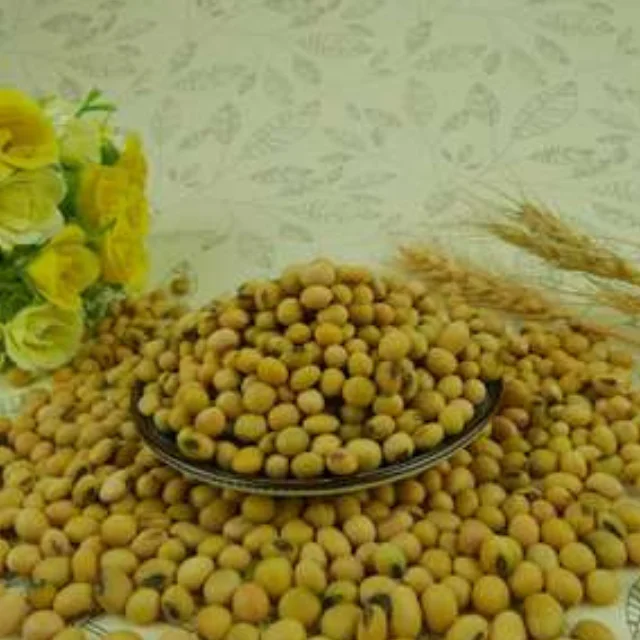 
FRESH CANNED WHITE SOYA BEANS FOR SALE AT WHOLE SALE PRICES 