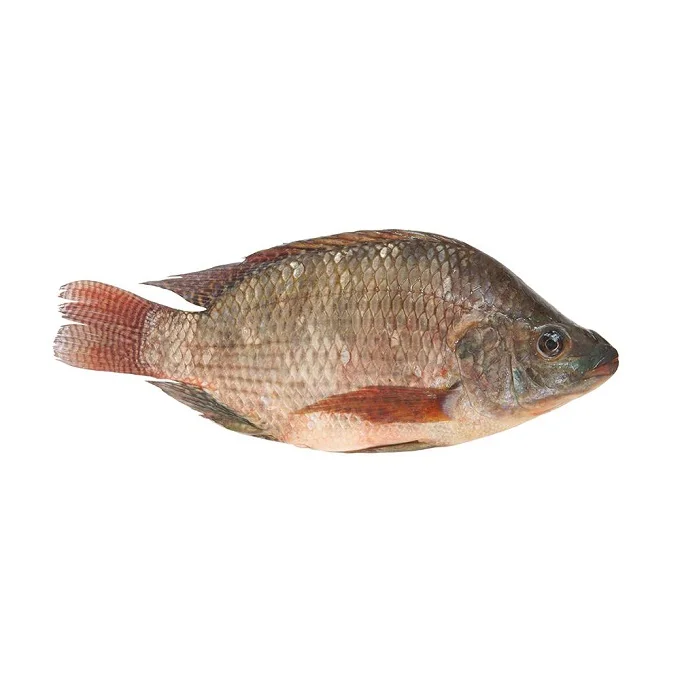 Tilapia Fish  300G To 500G Whole Clean Kosher Wr 4Kg Black Tilapia