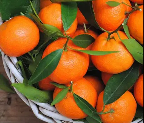 Manufacture Chinese Wholesale Fresh Citrus Fruit High Nutrition Yellow Lemon