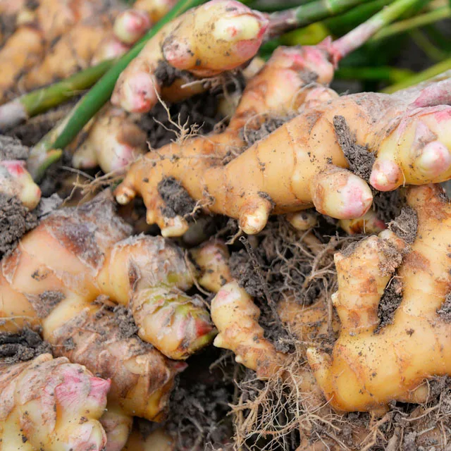 
Origin from Vietnam bulk fresh ginger size 150g and up to 500g mesh bag 21kg or carton 10kg net weight 
