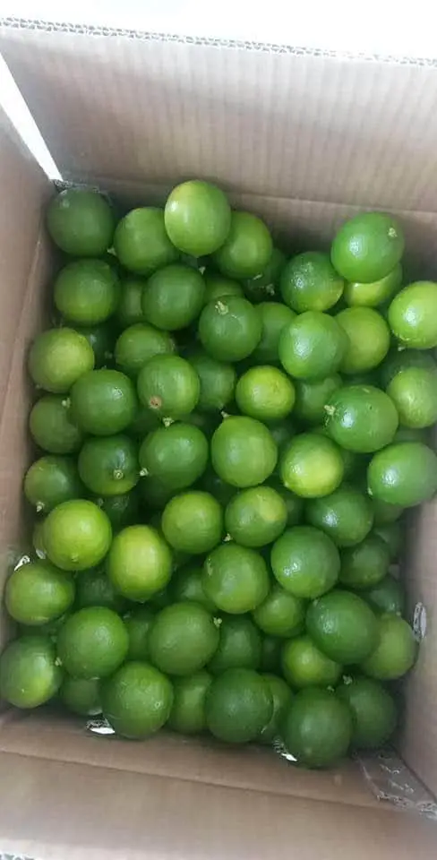  Натуральный желтый цвет лайма органический оригинальный тип продукт лимонного класса свежие фрукты