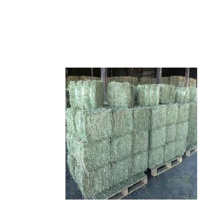 Продажа семян Альфальфа.