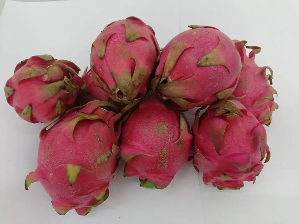 A1 Dragon Fruit-хорошее усиление иммунной системы.