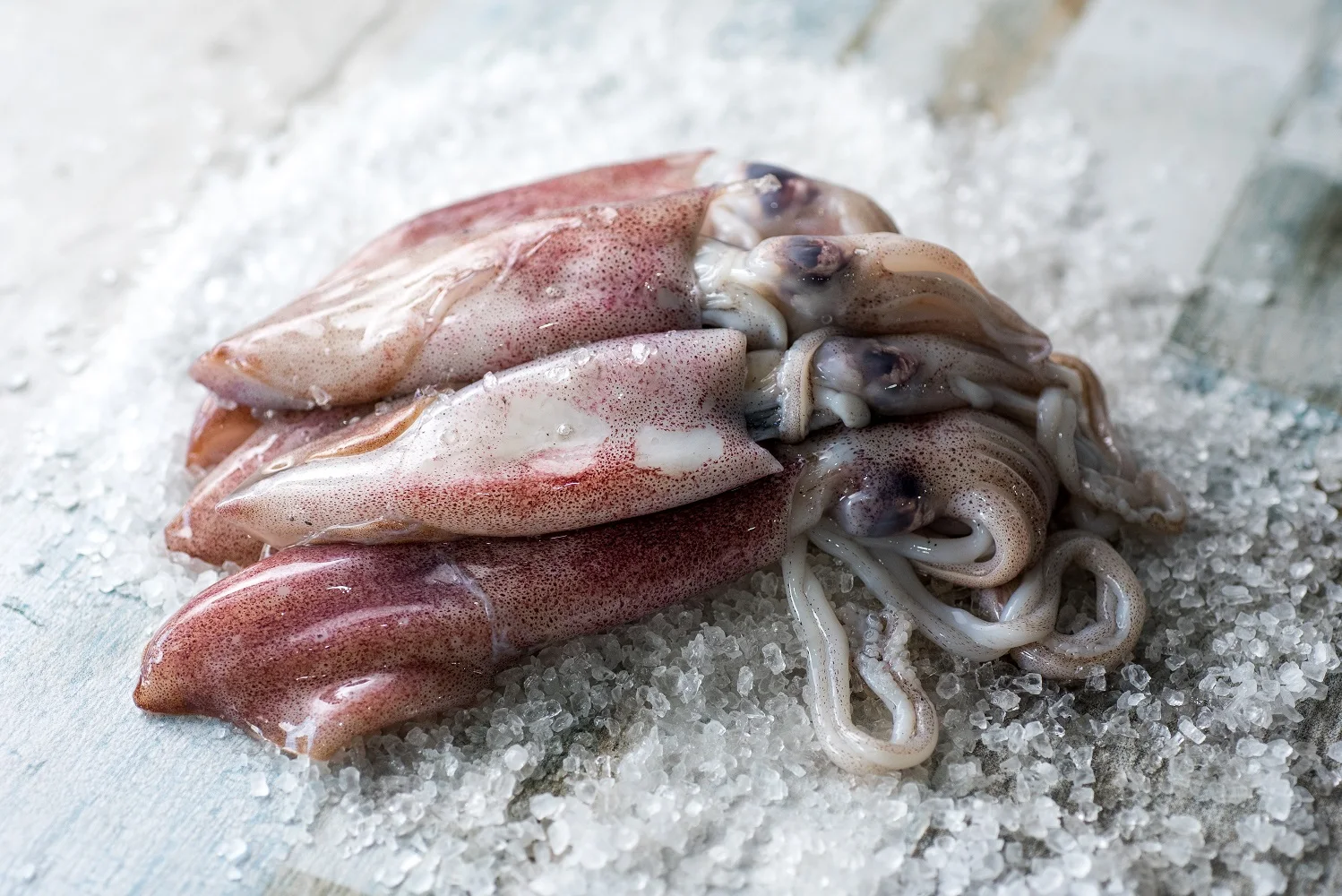 SQUID WHOLE ROUND.jpg