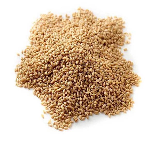 Wheat grain in bulk export price