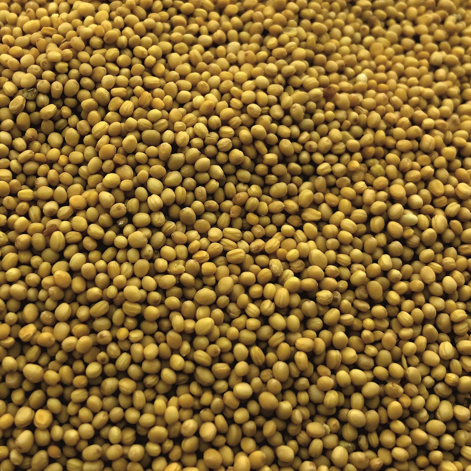 
Hiqh quality yellow mustard seeds pre-packed or in bulk, product of Russia 