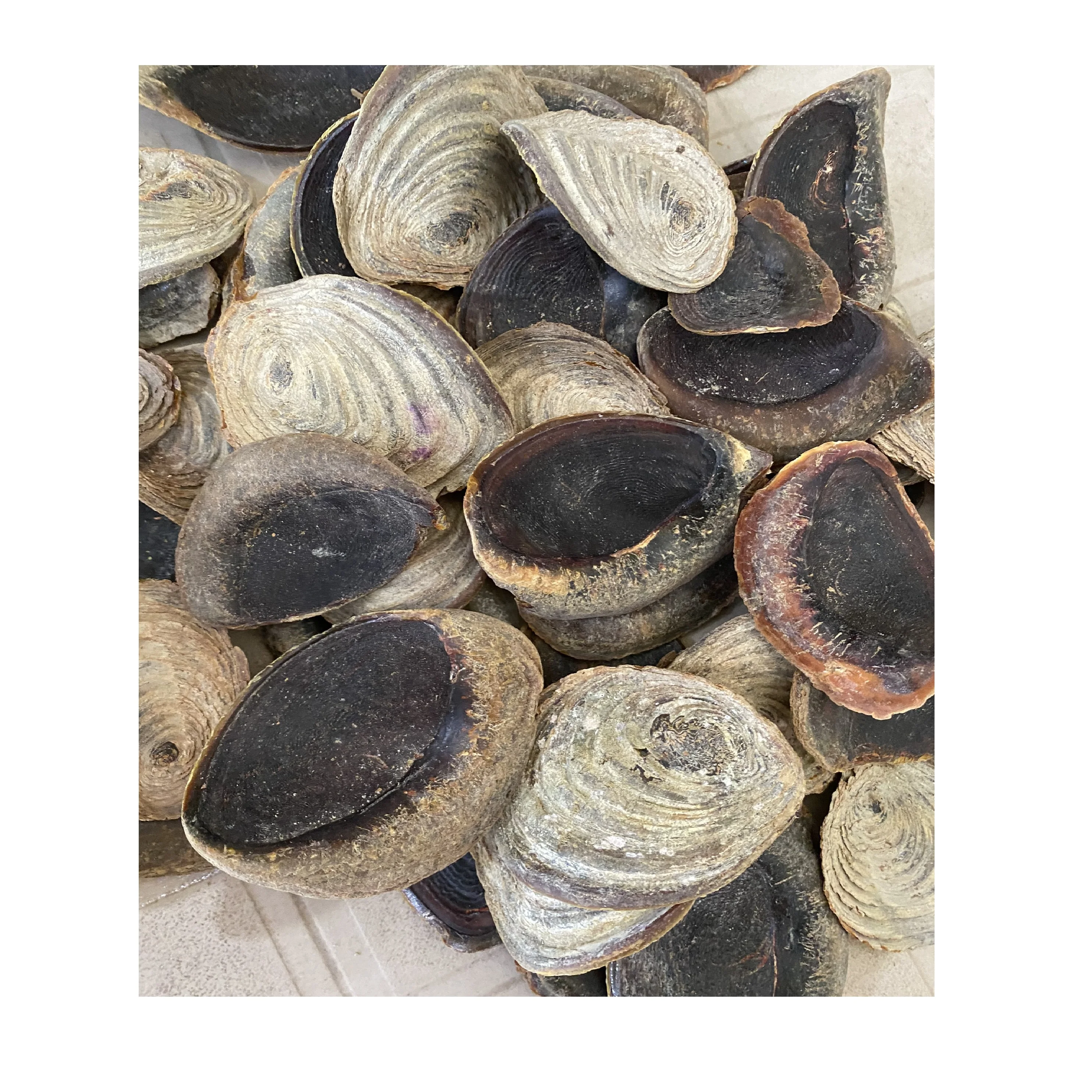 Direct Selling Dried Murex Operculum Sea Shell Snail Shell From Vietnam