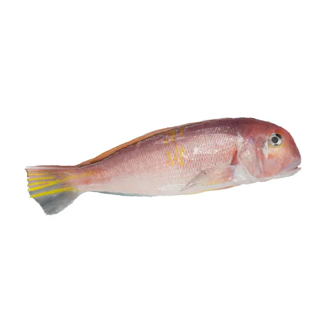 
Best Quality With Very Good Price Of Frozen Dory Fish Whole Round Top Selling Natural 