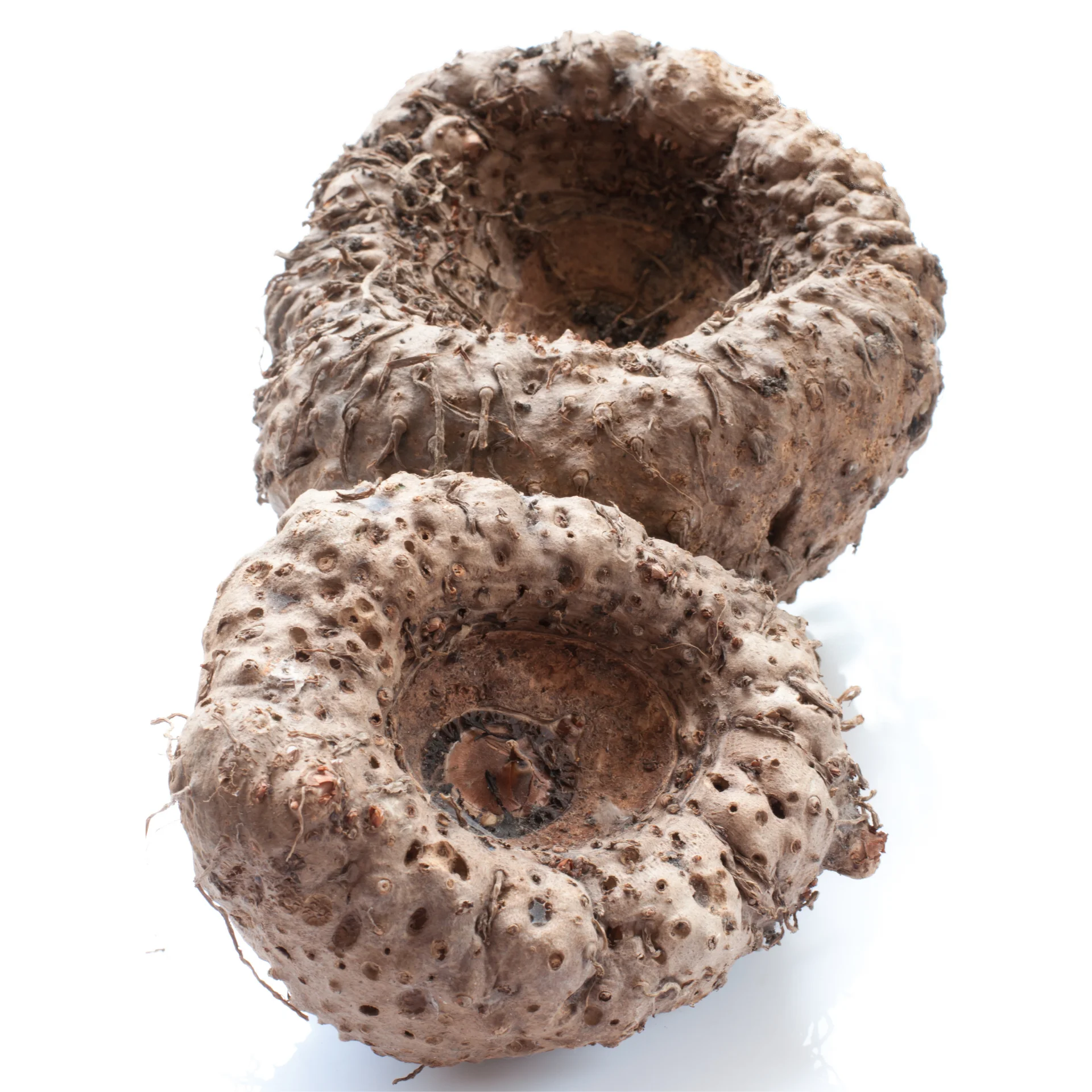 Слон ног yam-высокое