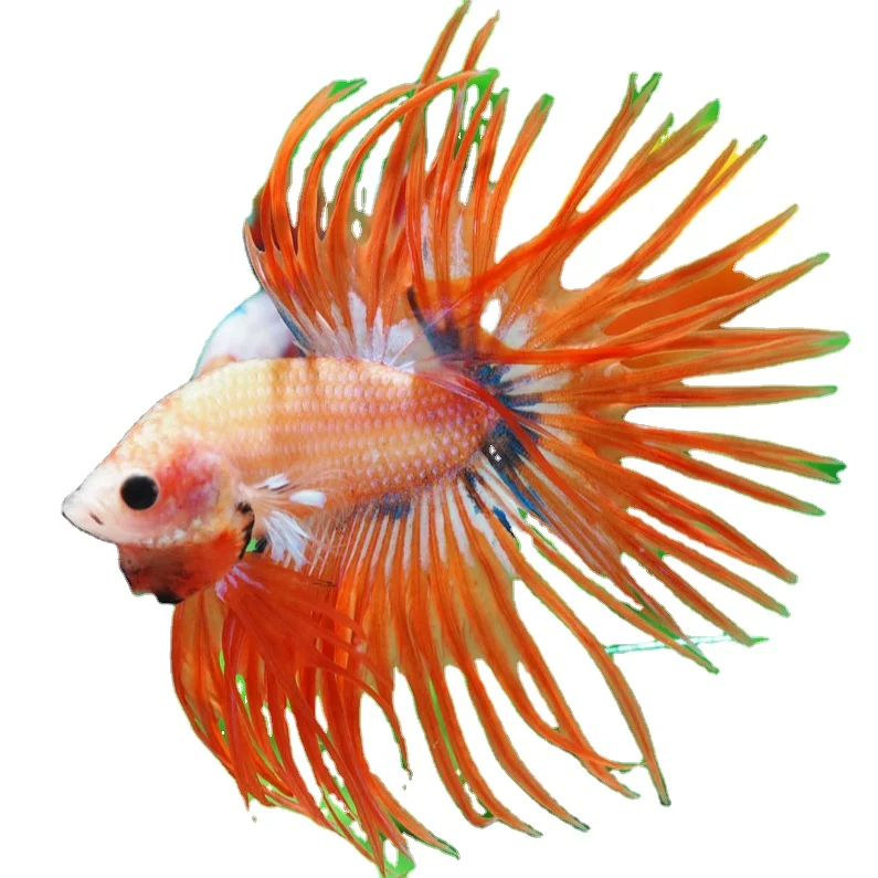 
CROWNTAIL FANCY - Multicolor Thailand Betta Fish Premium Quality Plakat Siamese Fighting Fish Ornamental Aquariums 
