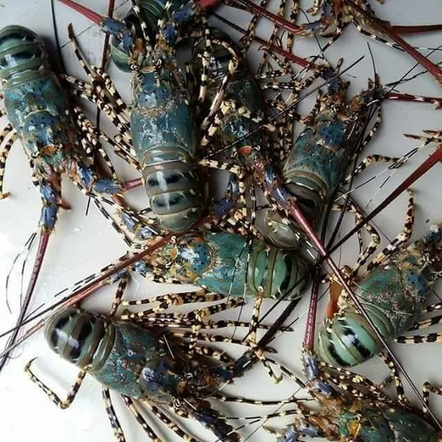 lobster from Indonesia with Japanese and American export standards Frozen Bamboo Lobster