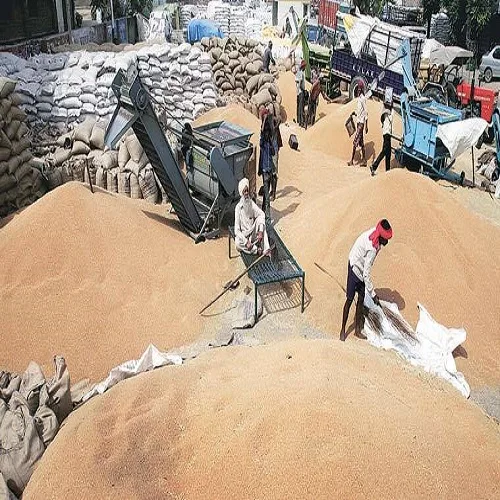 Зерновая пшеница, поставка оптом из пенджаба, Индия