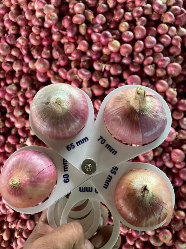 Onion..jpg