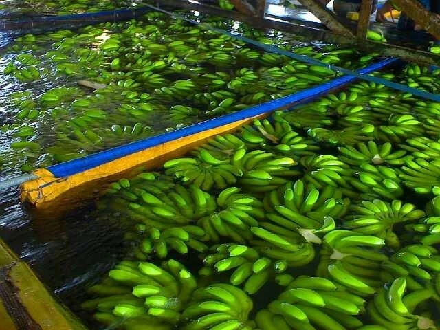 Fresh banana5.jpg