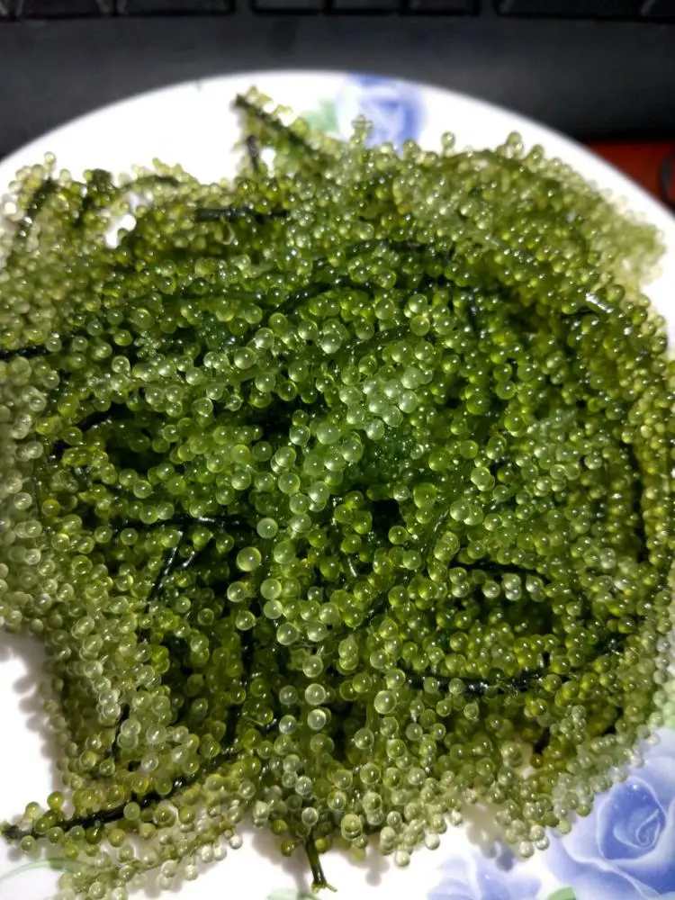 
SEAGRAPE in seaweed from VIETNAM 